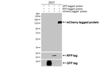 mCherry Antibody in Western Blot (WB)