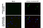 mCherry Recombinant Rabbit Monoclonal Antibody (HL4202)