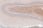 BDNF Antibody in Immunohistochemistry (Paraffin) (IHC (P))