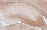 BDNF Antibody in Immunohistochemistry (Paraffin) (IHC (P))
