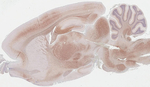 BDNF Antibody in Immunohistochemistry (Paraffin) (IHC (P))