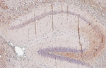 BDNF Antibody in Immunohistochemistry (Paraffin) (IHC (P))