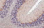BDNF Antibody in Immunohistochemistry (Paraffin) (IHC (P))