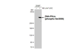 Phospho-DNA-PK (Ser2056) Recombinant Rabbit Monoclonal Antibody (HL4206)
