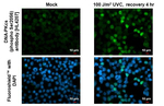 Phospho-DNA-PK (Ser2056) Recombinant Rabbit Monoclonal Antibody (HL4207)