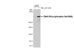 Phospho-DNA-PK (Ser2056) Antibody in Western Blot (WB)