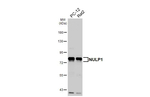 NULP1 Antibody in Western Blot (WB)