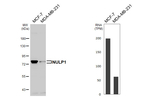 NULP1 Recombinant Rabbit Monoclonal Antibody (HL4226)