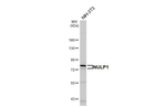 NULP1 Antibody in Western Blot (WB)