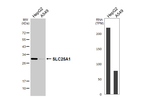 SLC25A1 Antibody in Western Blot (WB)