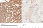 SLC25A1 Antibody in Immunohistochemistry (Paraffin) (IHC (P))