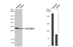 SLC25A1 Antibody in Western Blot (WB)