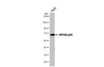 NFkB p65 Antibody in Western Blot (WB)