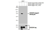 NFkB p65 Antibody in Western Blot (WB)
