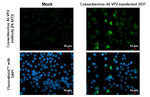 Coxsackievirus A6 VP2 Recombinant Rabbit Monoclonal Antibody (HL4233)