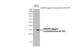 Coxsackievirus A6 VP2 Antibody in Western Blot (WB)
