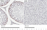 LSD1 Antibody in Immunohistochemistry (Paraffin) (IHC (P))
