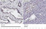 LSD1 Antibody in Immunohistochemistry (Paraffin) (IHC (P))