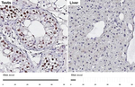 LSD1 Antibody in Immunohistochemistry (Paraffin) (IHC (P))
