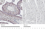 LSD1 Antibody in Immunohistochemistry (Paraffin) (IHC (P))