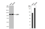 LSD1 Antibody in Western Blot (WB)