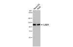LSD1 Antibody in Western Blot (WB)