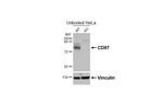 CD97 Antibody in Western Blot (WB)