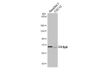 Syk Antibody in Western Blot (WB)