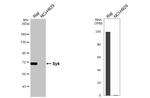 Syk Antibody in Western Blot (WB)