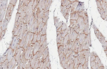 Flotillin 1 Antibody in Immunohistochemistry (Paraffin) (IHC (P))