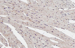 Flotillin 1 Antibody in Immunohistochemistry (Paraffin) (IHC (P))