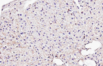 Flotillin 1 Antibody in Immunohistochemistry (Paraffin) (IHC (P))