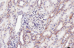 Flotillin 1 Antibody in Immunohistochemistry (Paraffin) (IHC (P))