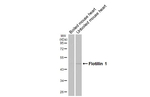 Flotillin 1 Antibody in Western Blot (WB)