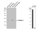 Flotillin 1 Antibody in Western Blot (WB)