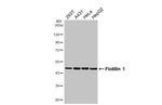 Flotillin 1 Antibody in Western Blot (WB)