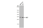ALY Recombinant Rabbit Monoclonal Antibody (HL4251)