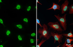 ALY Antibody in Immunocytochemistry (ICC/IF)