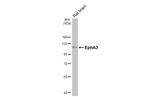 EphA3 Antibody in Western Blot (WB)