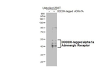alpha-1a Adrenergic Receptor Antibody in Western Blot (WB)
