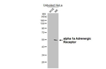 alpha-1a Adrenergic Receptor Recombinant Rabbit Monoclonal Antibody (HL4266)