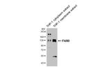 F4/80 Antibody in Western Blot (WB)