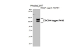 F4/80 Recombinant Rabbit Monoclonal Antibody (HL4272)