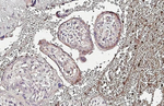 Glypican 1 Antibody in Immunohistochemistry (Paraffin) (IHC (P))