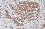 Glypican 1 Antibody in Immunohistochemistry (Paraffin) (IHC (P))
