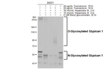 Glypican 1 Antibody in Western Blot (WB)