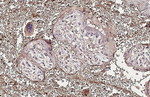 Glypican 1 Antibody in Immunohistochemistry (Paraffin) (IHC (P))