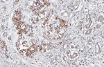 Glypican 1 Antibody in Immunohistochemistry (Paraffin) (IHC (P))