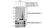 Glypican 1 Antibody in Western Blot (WB)
