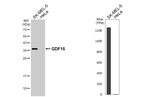 GDF15 Recombinant Rabbit Monoclonal Antibody (HL4287)